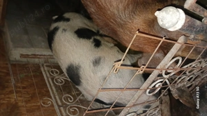 Porc de Crăciun  - imagine 2