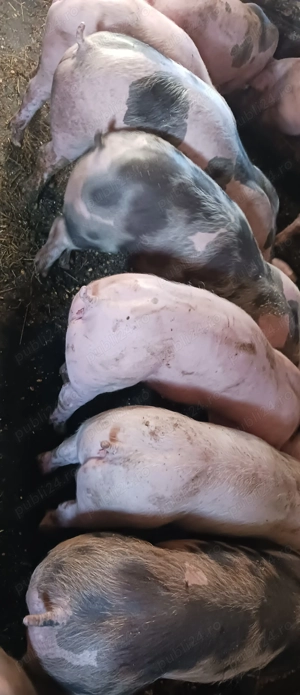 Godinași  pietrain&marele alb  - imagine 5