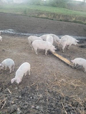 Vand porci grasi - imagine 4