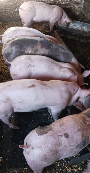 Godinași  pietrain&marele alb  - imagine 3