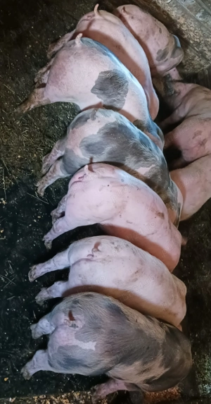 Godinași  pietrain&marele alb  - imagine 4