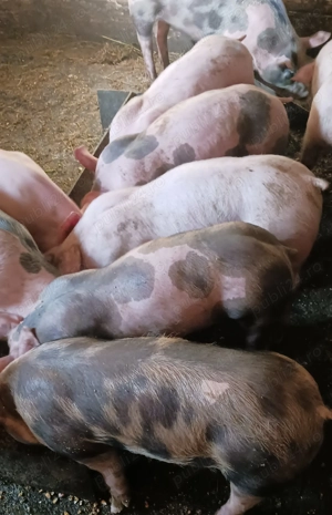 Godinași  pietrain&marele alb  - imagine 2