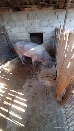 Vand purcea pentru sacrificat - imagine 2