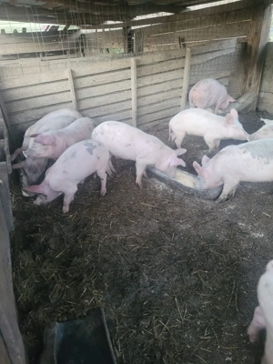 Vand porci grasi - imagine 6