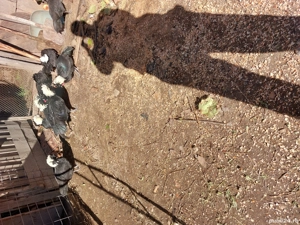 moțate de rasa  - imagine 2