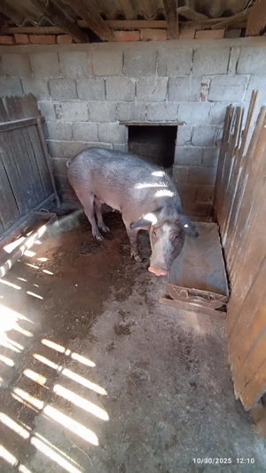 Vand purcea pentru sacrificat - imagine 4