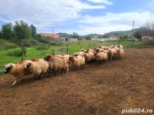 Vând oi bune de lapte 