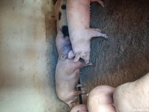 vând porci de carne diferite mărimi  - imagine 2