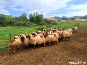 Vând oi bune de lapte  - imagine 3