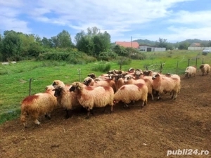 Vând oi bune de lapte  - imagine 2