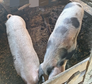 porci 100-160kg - imagine 3