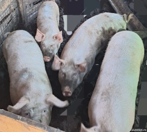 porci 100-160kg - imagine 2