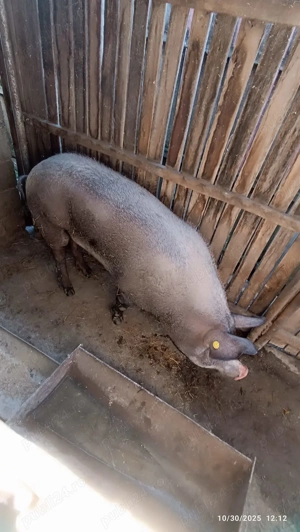 Vand porc pt. sacrificat - imagine 2