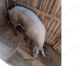 Vand porc pt. sacrificat