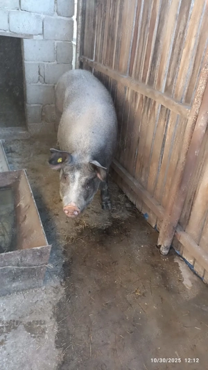 Vand porc pt. sacrificat - imagine 3