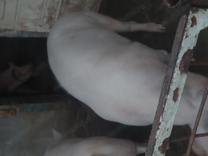 Porci de vanzare - imagine 5