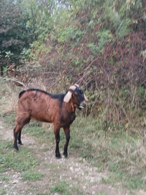 Tap de 2 ani ,bun pentru tinut. - imagine 2