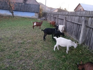 De vanzare capre ,iedite si un tap.