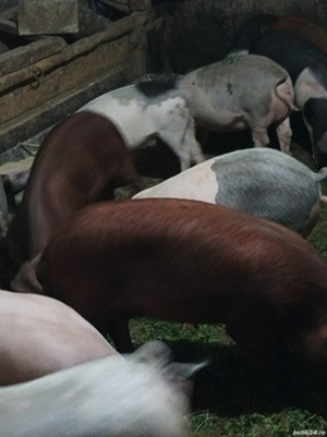 Soldanei de vânzare 