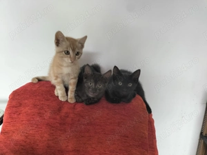 Donez pisici - imagine 3