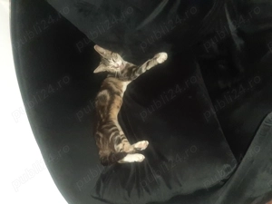 Donez pisici - imagine 2