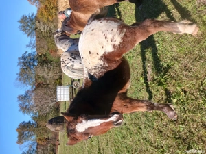 vînd mînză - imagine 2