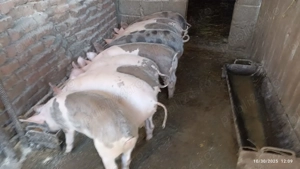 Vand purcei grasuni - imagine 3