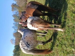 vînd mînză - imagine 3