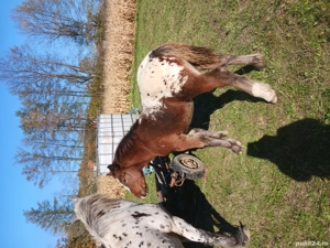 vînd mînză - imagine 4