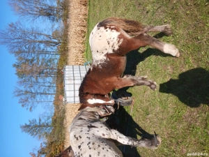 vînd mînză - imagine 5