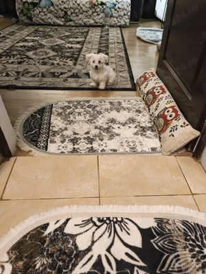 Bichon Maltez mini toy 