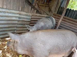 Porci de vanzare  - imagine 3