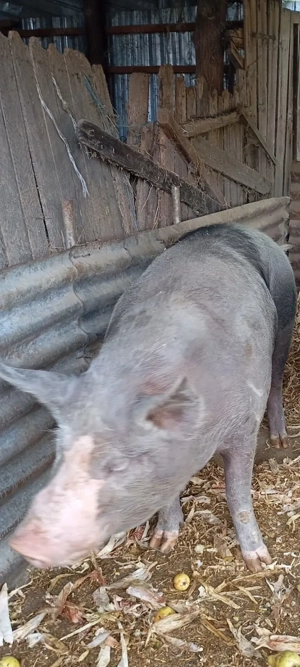 Porci de vanzare  - imagine 4