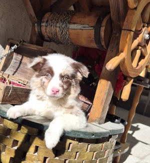 border collie pedigree export 