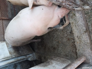 vanzare porc pentu sacrificare