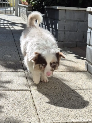 border collie pedigree export  - imagine 2