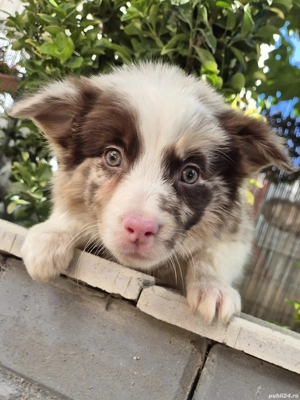 border collie pedigree export  - imagine 3