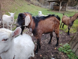 Țap Alpin Francez  - imagine 4