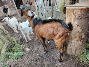 Țap Alpin Francez  - imagine 5