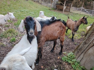 Țap Alpin Francez  - imagine 2