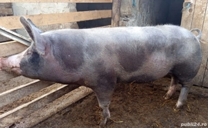 Purcea vânzare  - imagine 2