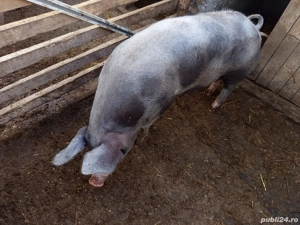 Purcea vânzare  - imagine 3