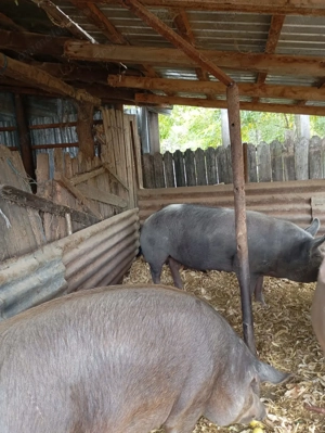 Porci de vanzare  - imagine 2