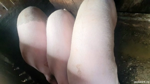 Vand porc pentru taiat pentru Craciun