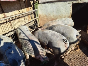 Vând porci diverse marimi - imagine 2