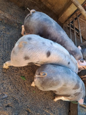 Vând porci diverse marimi