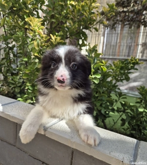 border collie pedigree export  - imagine 3