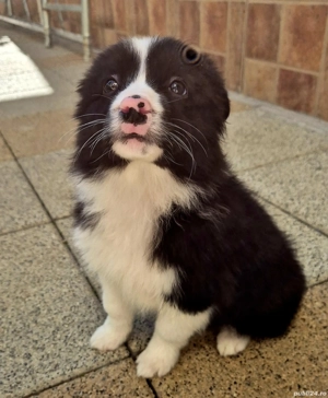 border collie pedigree export  - imagine 4