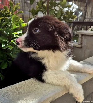border collie pedigree export  - imagine 2