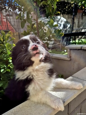 border collie pedigree export  - imagine 5